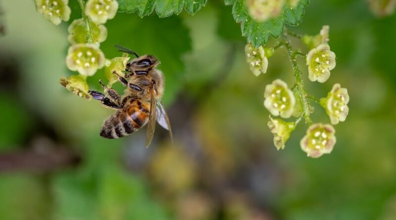 Albina polenizand flori.